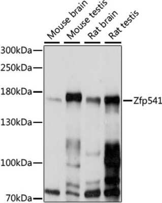 Western Blot: ZNF541 AntibodyAzide and BSA Free [NBP3-05636]